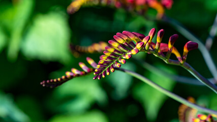 Close up of a Crocosmia or Coppertips