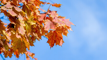 Autumn orange leaves on a background of blue sky in sunny weather