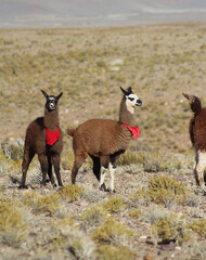 Lhamas com enfeites no deserto do Atacama, chile