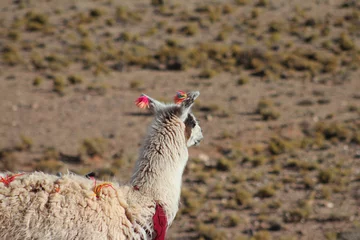 Fotobehang Lhamas com enfeites no deserto do Atacama, chile © carina furlanetto
