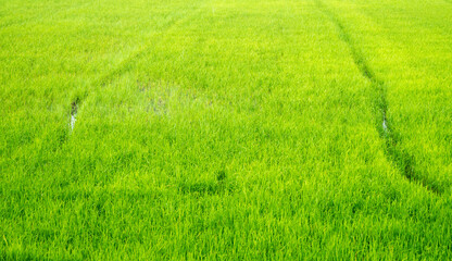 Rice fields during the rice growing season