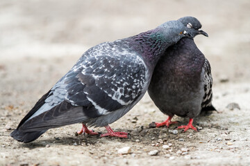 Doves caress each other