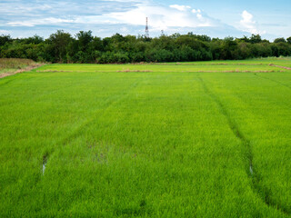 Rice fields during the rice growing season