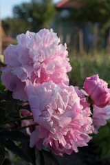 Pink and white peony in the garden 