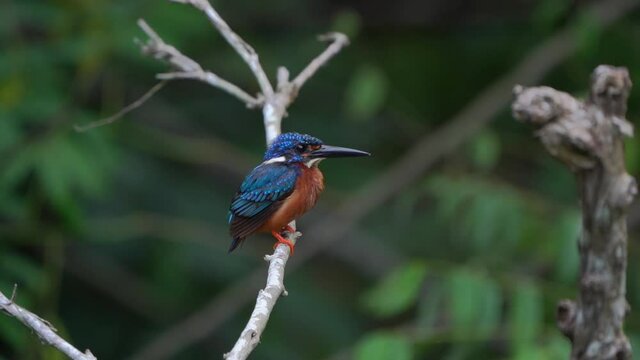 Beautiful Bird. Blue-eared Kingfisher in Thailand.