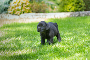 Szczeniak czarny labrador retriever na zielonej trawie latem w ogrodzie - obrazy, fototapety, plakaty