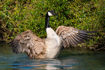 Eine Kanadagans beim Flügellüften