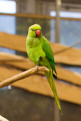 A portrait of a bright colorful parrot.