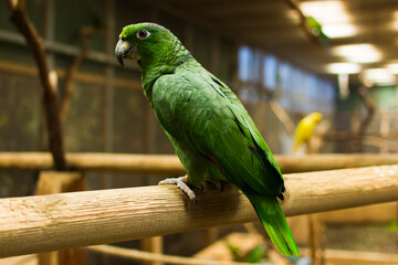 A portrait of a bright colorful parrot.