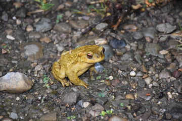 Right side view of a male toad (Bufonidae) on stone path. They lack teeth and have parotoid glands on the back of their head. These glands contain various toxins that have different effects.