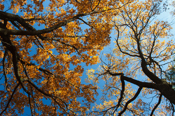 Trees with yellowed leaves against the blue sky