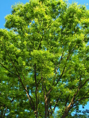 Fototapeta premium 初夏の朝の新緑の欅と青空