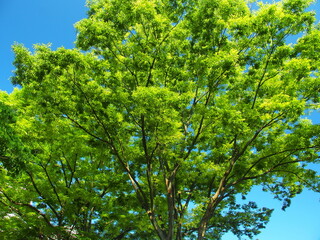 初夏の朝の新緑の欅と青空