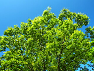 初夏の朝の新緑の欅と青空