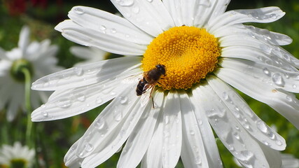 Obraz premium Chamomile, chamomile flowers, beautiful daisies