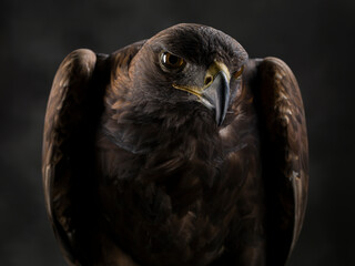 Portrait of the Golden Eagle 