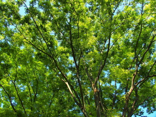 Fototapeta na wymiar 初夏の朝の新緑の欅と青空