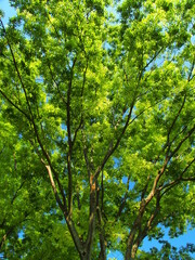 Fototapeta na wymiar 初夏の朝の新緑の欅と青空