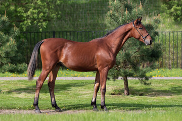 Chestnut horse with a long white mane stands on natural summer background, profile side view, exterior	