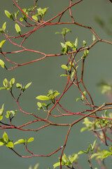 Rot und grün das ist schön