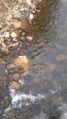 stream in the forest