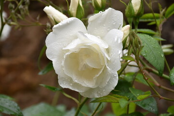 White rose with raindrops, symbol of innocence, charm and purity.