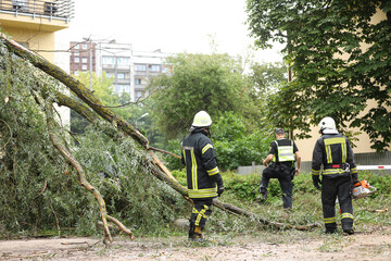 firefighters and police officer help clean up the effects of a fallen tree on cars after the storm...