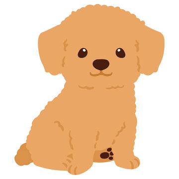 Flat colored Chihuahua Poodle Mix Puppy sitting in front view