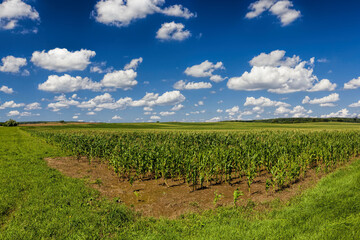 Fototapeta na wymiar agricultural field with a crop