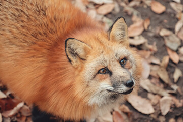 Red fox, Vulpes vulpes in Zao fox village, Miyagi, Japan.
