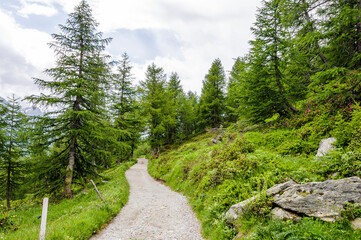 Fototapeta premium Bernina, Alp Grüm, Wald, Waldweg, Val Poschiavo, Lago Bianco, Stausee, Val Bernina, Berninapass, Wanderweg, Ospizio Bernina, Zugfahrt, Zugreise, Wasserscheide, Alpen, Graubünden, Sommer, Schweiz