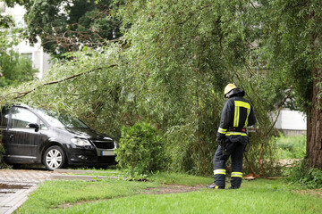 firefighters help clean up the effects of a fallen tree on cars after the storm in a rainy day.