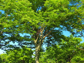 初夏の朝の新緑の欅と青空