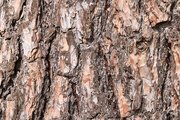 Bark tree texture. Brown wood background. Rough forest pattern. Abstract outdoor plant design. Hardwood presentation wallpaper. Organic eco material. Ecology frame. Copyspace