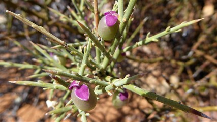 Obraz premium Tiny, Bulbous Flowers with Pink Petals on a Spiny Desert Plant