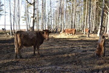 Big brown cows among the trees