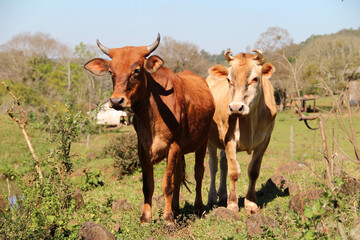 vacas em propriedade rural no interior do Rio Grande do SUl, brasil 