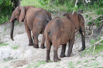 African Elephants playing by the Chobe River in Botswana