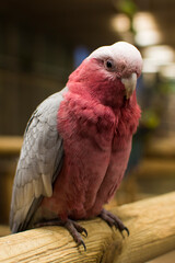 The galah (Eolophus roseicapilla) also known as the pink and grey. One of the most common cockatoos.