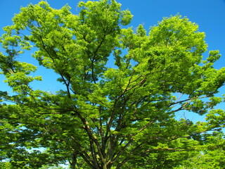 初夏の朝の新緑の欅と青空