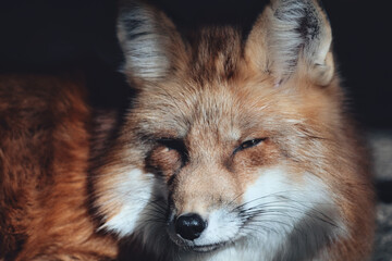 Red fox, Vulpes vulpes in Zao fox village, Miyagi, Japan.