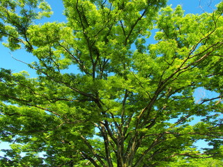 初夏の朝の新緑の欅と青空
