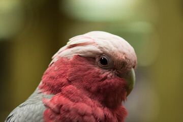 The galah (Eolophus roseicapilla) also known as the pink and grey. One of the most common cockatoos.