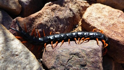 Giant Centipede among Rocks in South African Desert