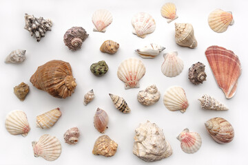 Pattern of Different seashells on pastel white background. Top view, flat lay. Summer concept. Sea summer vacation background. Full frame composition
