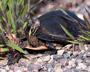 Painted turtle stock photos. Painted turtle close-up profile view on gravel, displaying turtle shell, legs, head,  paws in its habitat and environment. Picture. Portrait. Image.