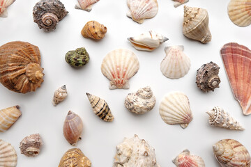 Pattern of Different seashells on pastel white background. Top view, flat lay. Summer concept. Sea summer vacation background. Full frame composition