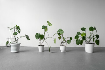 Four Monstera or Swiss Cheese plant in white pots stand on a gray floor in a large space. Modern minimal creative home decor concept, garden room. Botany home garden