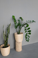 Sansevieria and zamioculcas in flower pots in a room against a gray wall. The stylish space is filled with many modern green plants with various pots. Botany home garden