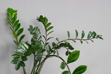 Zamiokulcas plant in flower pot standing on wooden stand on a light background. Modern minimal creative home decor concept, garden room